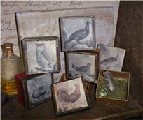 Nesting Boxes With Feather, Egg And Grass-egg, nest, box, bird