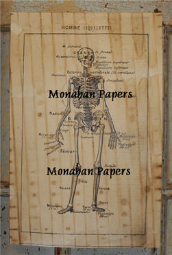 Homme - Squelette - French Skeleton-