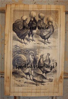 Poland Fowls and Speckled Hamburgs-