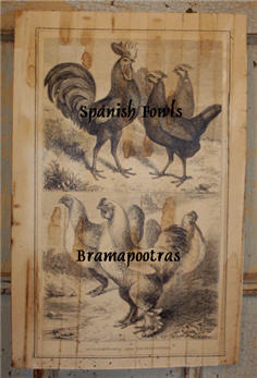 Spanish Fowls and Bramapootras-