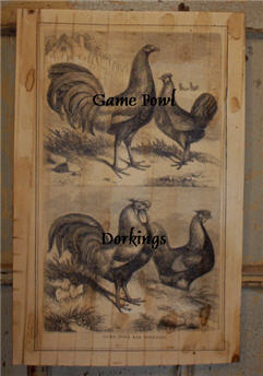 Game Fowls and Dorkings-