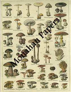 Champignon - Colored-