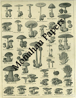 Champignon - Black & White-