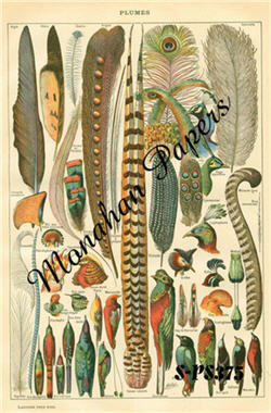 Plumes-feathers, Birds, plumes
