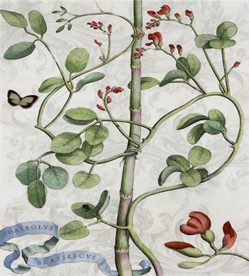 Botanical 113 - BOT113