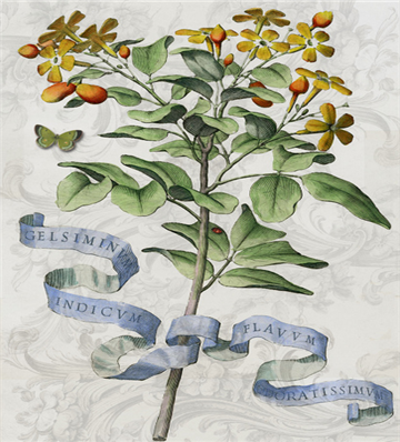 Botanical 115 - BOT115