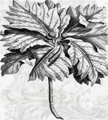 Botanical 116 - BOT116