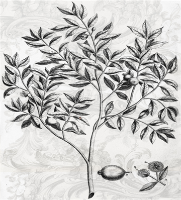 Botanical 117 - BOT117