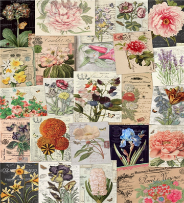 Assorted 11" x 17" 50 Piece Botanicals Papers Collection
