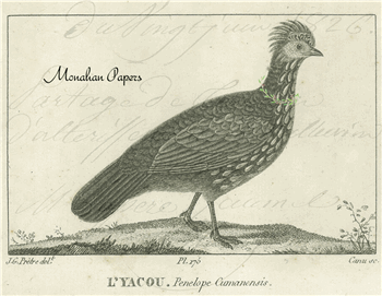 L'yacou Pheasant - C194