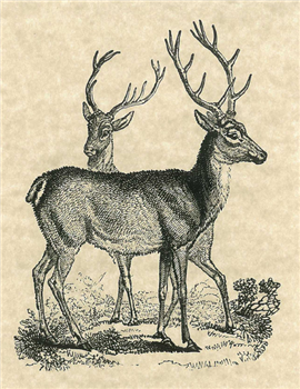 Reindeer Games - C51