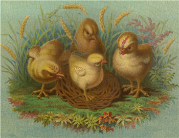 Chicks - E141
