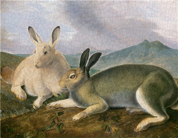 Hares - E147