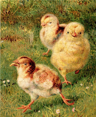 Chicks on the Green - E175