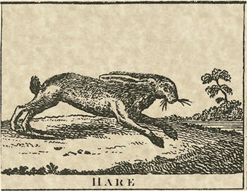 Hare