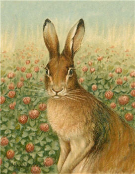 Rose Hare - E78