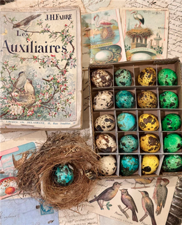 Set of 20 colored Decorative Quail Eggs