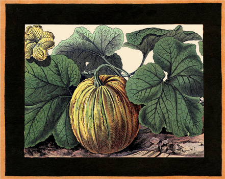 Yellow Pumpkin - H49