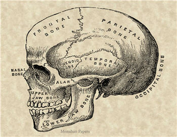 Cranium - SPS608