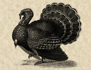 Sedrick Turkey