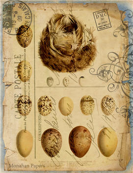 Eggs and Nest Carte Postale - X123