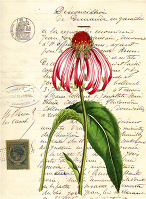 Pink Echinacea Flower - X134