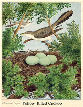 Yellow-Billed Cuckoo - X140