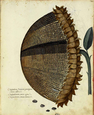 Primitive Sunflower - X141