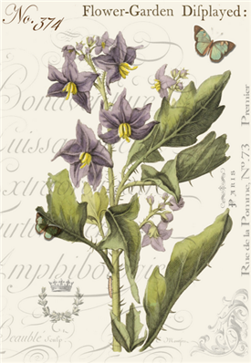 Spiny Indian Nightshade - X267