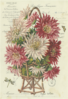 Chrysanthemums - X381