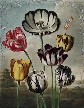 Tulips - X436