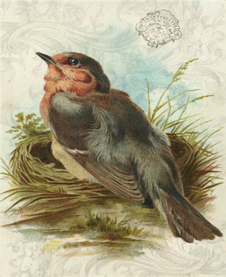 European Robbin - X551