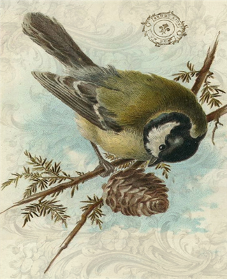 Great Tit Bird - X552