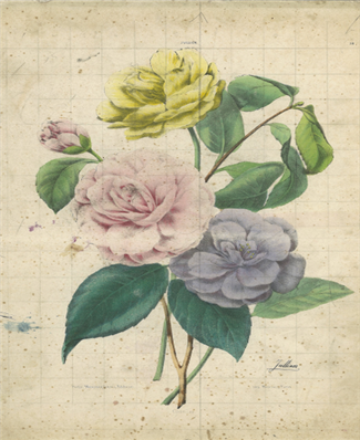 English Manor Roses - X565