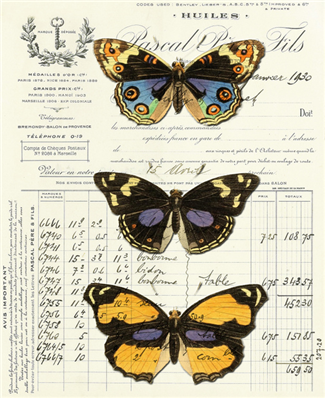 Assorted Butterflies 2 - X567