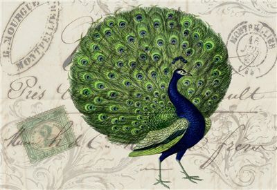 Peacock - X568