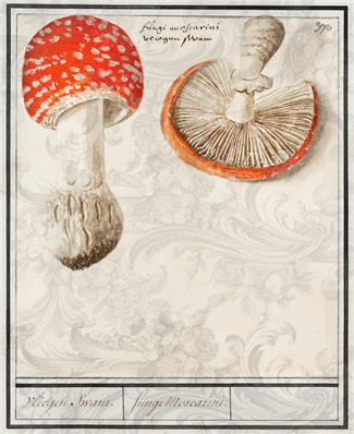 Red Cap Mushroom - X860