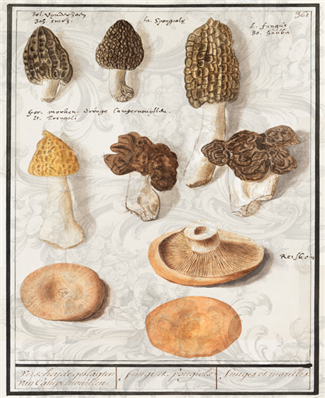 Morel Mushrooms - X861