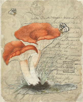 Rufous Milkcap - X863