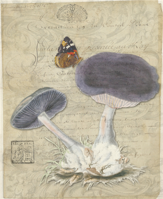 Violet Webcap - X864