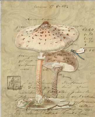 Parasol Mushroom - X865