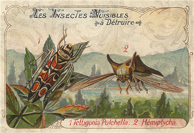 Les Insectes - X909