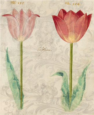 Double Tulips - X911