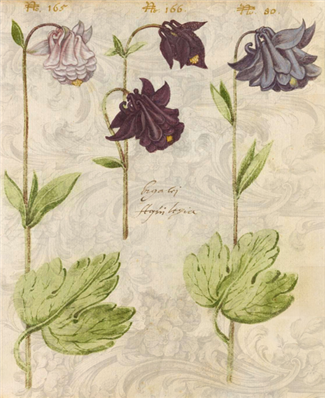 Purple Columbines - X912