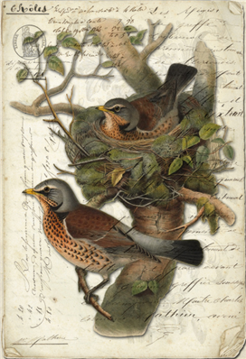 Fieldfare Birds - X924