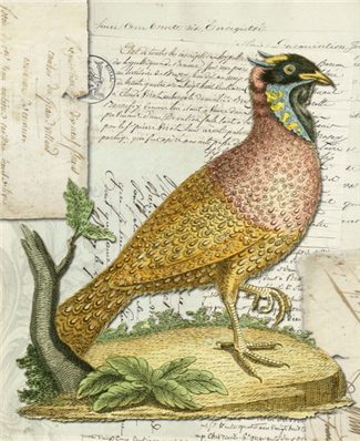 Horned Indian Pheasant - X926