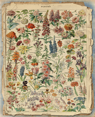 Fleurs Blooms - X931