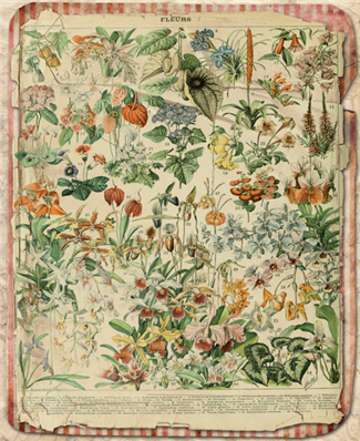 Fleurs Florals 2 - X932