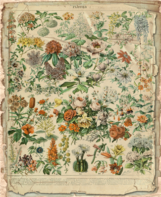 Fleurs Florals 3 - X933