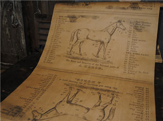 A Horse Wrapping Paper